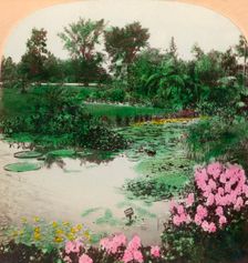 Lily Pond, Tower Grove Park, St. Louis, Mo., U.S.A. 1897. Creator: BL Singley