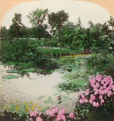 Lily Pond, Tower Grove Park, St. Louis, Mo., U.S.A. 1897. Creator: BL Singley