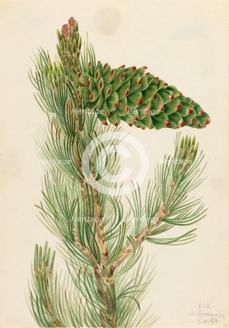 Limber Pine (Pinus flexilis), 1920. Creator: Mary Vaux Walcott.