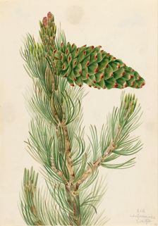 Limber Pine (Pinus flexilis), 1920. Creator: Mary Vaux Walcott