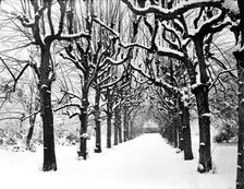 Lime walk in the snow, Trinity College, Oxford, Oxfordshire, 1880. Artist: Henry Taunt