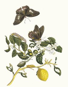 Limonier. From the Book Metamorphosis insectorum Surinamensium, 1705. Creator: Merian, Maria Sibylla (1647-1717)
