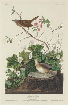 Lincoln Finch, 1834. Creator: Robert Havell