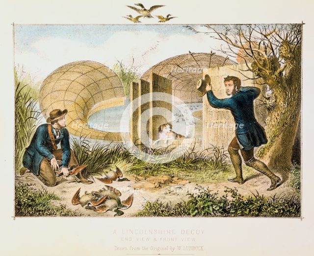 Lincolnshire Duck Decoy, c1845. Creator: Unknown.