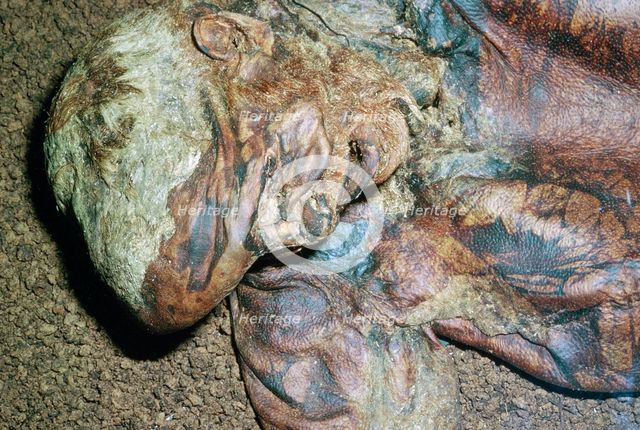 Lindow Man, found in a peat moss bog in Ireland, c2nd century BC. Artist: Unknown