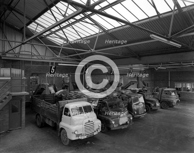 Line up of 1950s lorries at Spillers Animal Foods, Gainsborough, Lincolnshire, 1961.  Creator: Michael Walters.