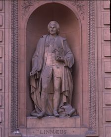 Linnaeus, c1870. Creator: Dennis Gilbert
