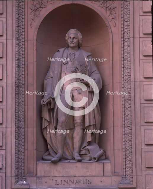 Linnaeus, c1870. Creator: Dennis Gilbert.