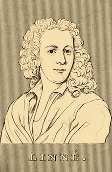 Linne (1707-1778), 1830. Creator: Unknown