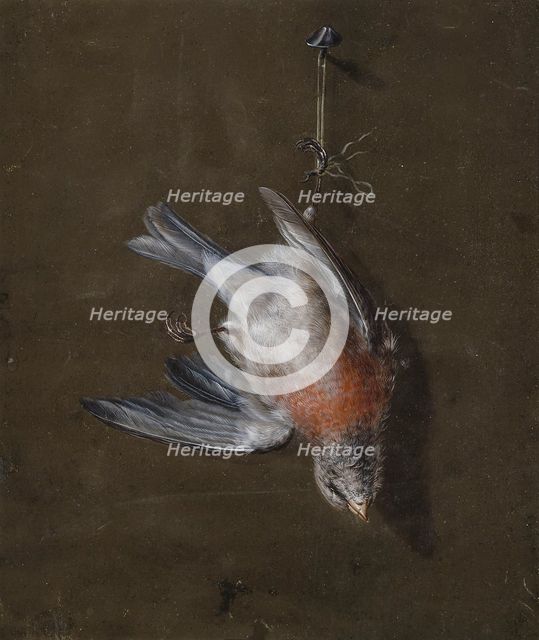 Linnet, 1830-1839. Creator: Wilhelm von Wright.