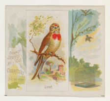 Linnet, from the Song Birds of the World series (N42) for Allen & Ginter Cigarettes, 1890. Creator: Allen & Ginter