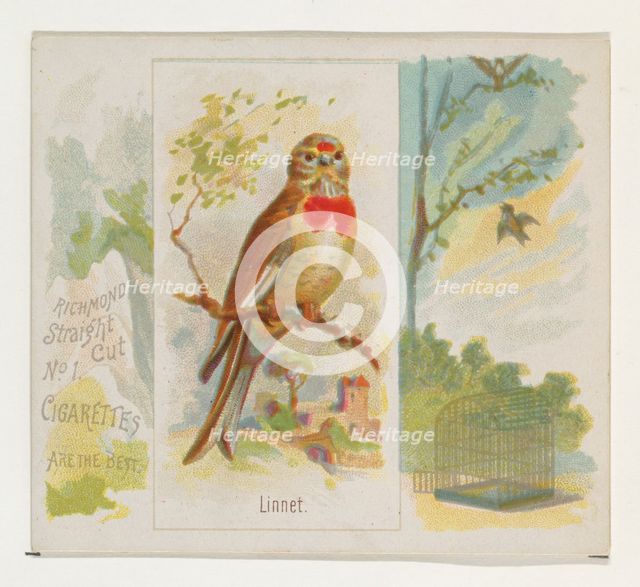 Linnet, from the Song Birds of the World series (N42) for Allen & Ginter Cigarettes, 1890. Creator: Allen & Ginter.