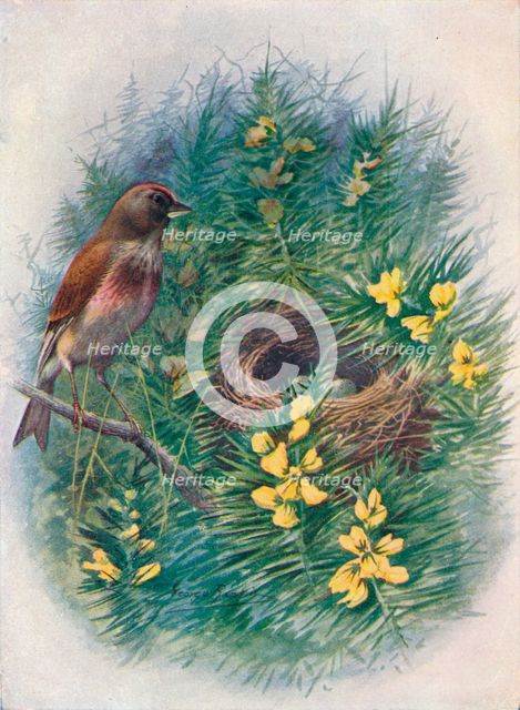 'Linnet - Lino'ta cannab'ina', c1910, (1910). Artist: George James Rankin.