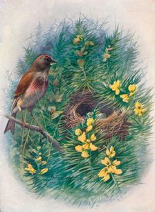 Linnet - Lino'ta cannab'ina c1910, (1910). Artist: George James Rankin