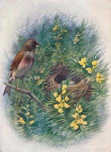 Linnet - Lino'ta cannab'ina c1910, (1910). Artist: George James Rankin