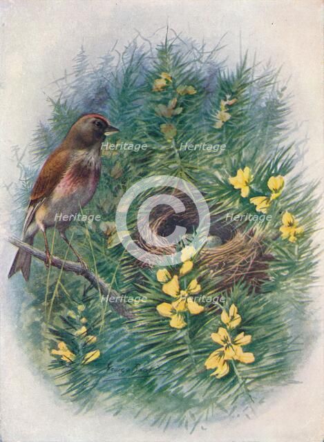 'Linnet - Lino'ta cannab'ina', c1910, (1910). Artist: George James Rankin.