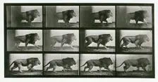 Lion, 1872-1885. Creator: Eadweard J Muybridge