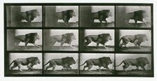 Lion, 1872-1885. Creator: Eadweard J Muybridge