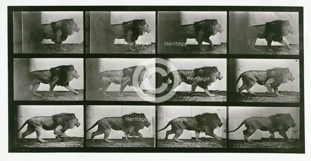 Lion, 1872-1885.  Creator: Eadweard J Muybridge.