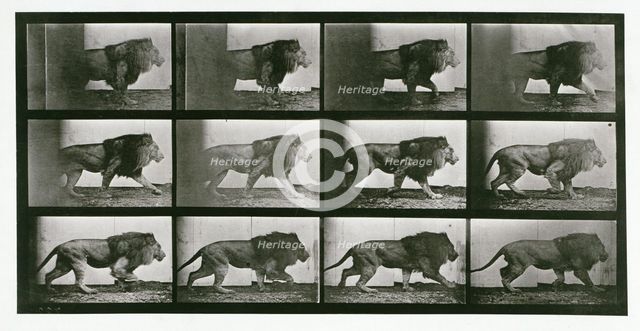 Lion, 1872-1885.  Creator: Eadweard J Muybridge.