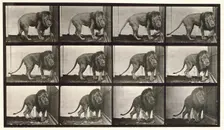 Lion, 1872-1885. Creator: Eadweard J Muybridge