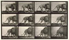 Lion, 1872-1885. Creator: Eadweard J Muybridge