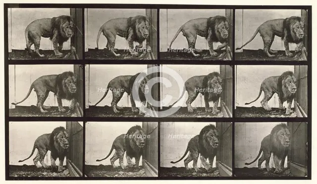 Lion, 1872-1885.  Creator: Eadweard J Muybridge.
