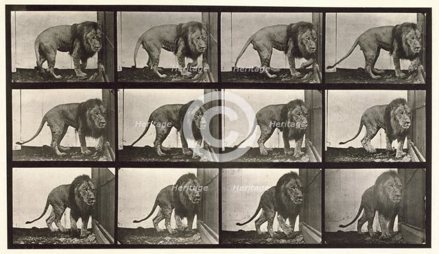 Lion, 1872-1885.  Creator: Eadweard J Muybridge.