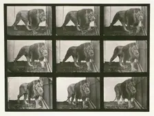 Lion, 1887. Creator: Eadweard J Muybridge
