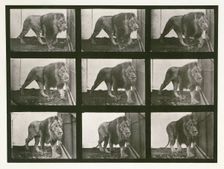 Lion, 1887. Creator: Eadweard J Muybridge