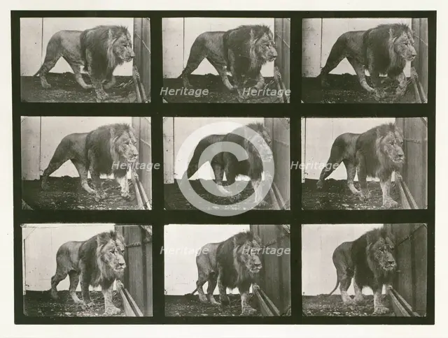 Lion, 1887.  Creator: Eadweard J Muybridge.