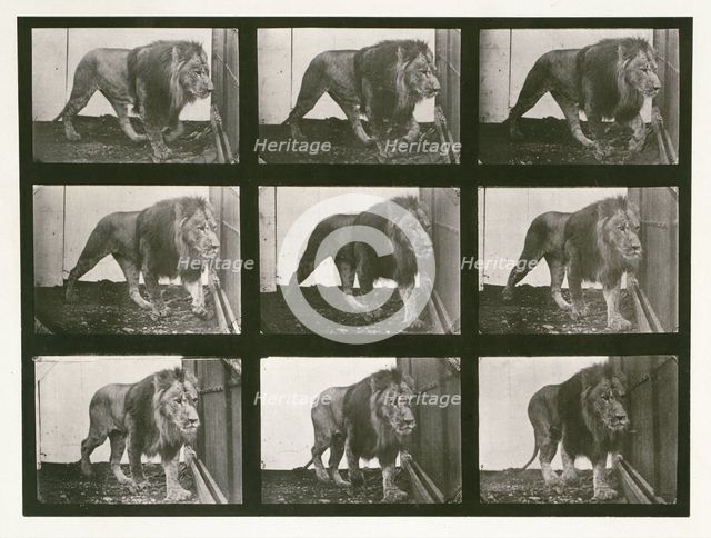 Lion, 1887.  Creator: Eadweard J Muybridge.