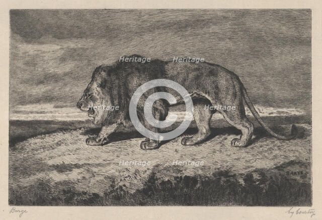Lion walking, 1866-1897. Creator: Charles Courtry.