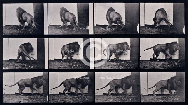 Lion walking, turning around, 1872-1885.  Creator: Eadweard J Muybridge.