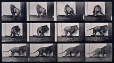 Lion walking, turning around, 1872-1885. Creator: Eadweard J Muybridge
