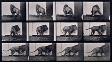 Lion walking, turning around, 1872-1885. Creator: Eadweard J Muybridge