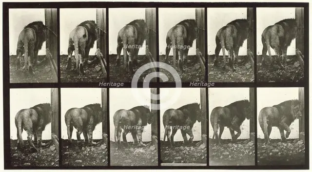 Lion walking turning around, 1872-1885.  Creator: Eadweard J Muybridge.