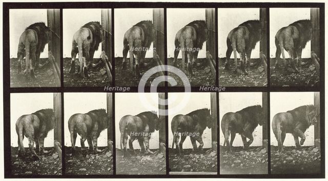 Lion walking turning around, 1872-1885.  Creator: Eadweard J Muybridge.