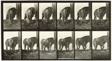Lion walking turning around, 1872-1885. Creator: Eadweard J Muybridge