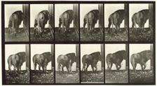 Lion walking turning around, 1872-1885. Creator: Eadweard J Muybridge
