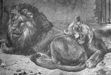 Lion and Lioness c1900. Artist: Helena J. Maguire
