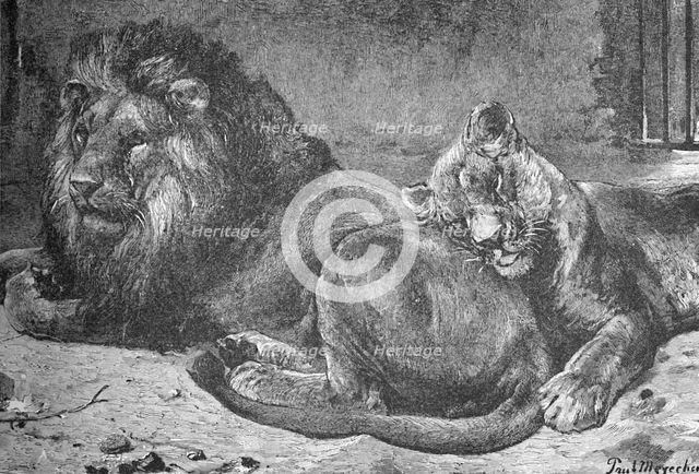 'Lion and Lioness', c1900. Artist: Helena J. Maguire.