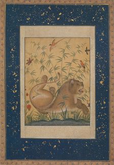 Lion at Rest, ca. 1585. Creator: Mansur