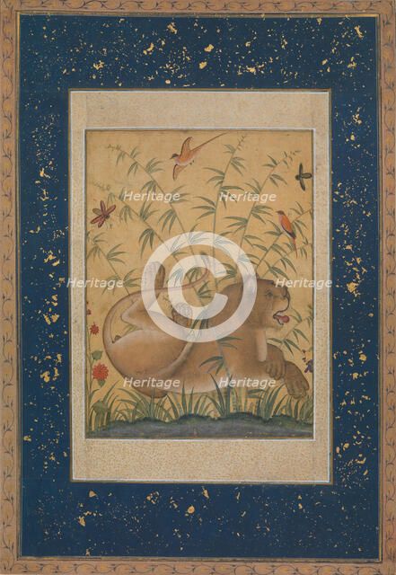 Lion at Rest, ca. 1585. Creator: Mansur.