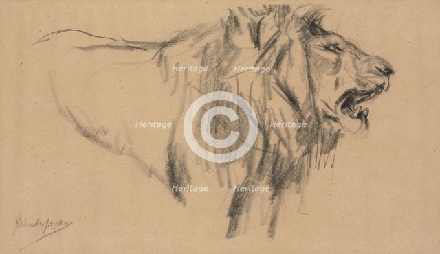 Lion. Creator: John Macallan Swan (British, 1847-1910).