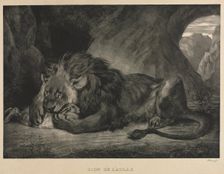 Lion de lAtlas, 1829. Creator: Eugène Delacroix (French, 1798-1863)