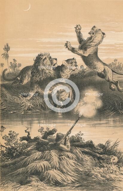 'Lion Hunting At Night', c1880. Artist: Unknown.