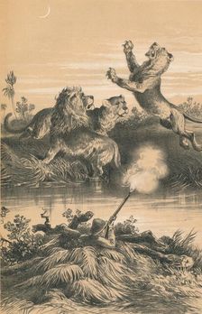 Lion Hunting At Night c1880