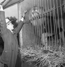 Lion in a cage at Circus Altenburg, Landskrona, Sweden, 1955