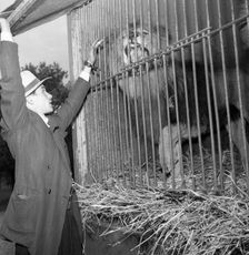 Lion in a cage at Circus Altenburg, Landskrona, Sweden, 1955. Creator: Unknown